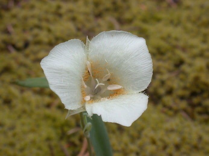 Kalochortus subalpínský