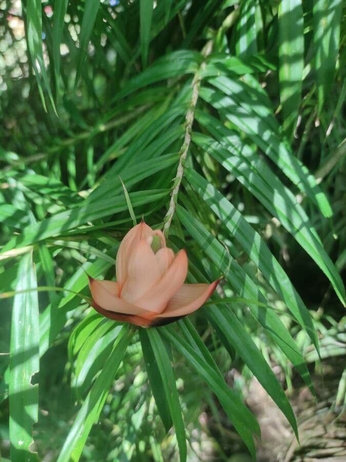 Freycinetia 5