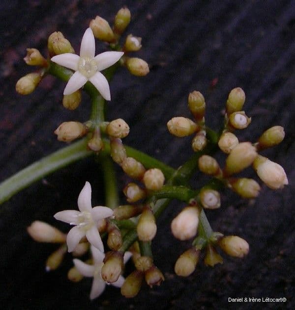 Psychotria 6