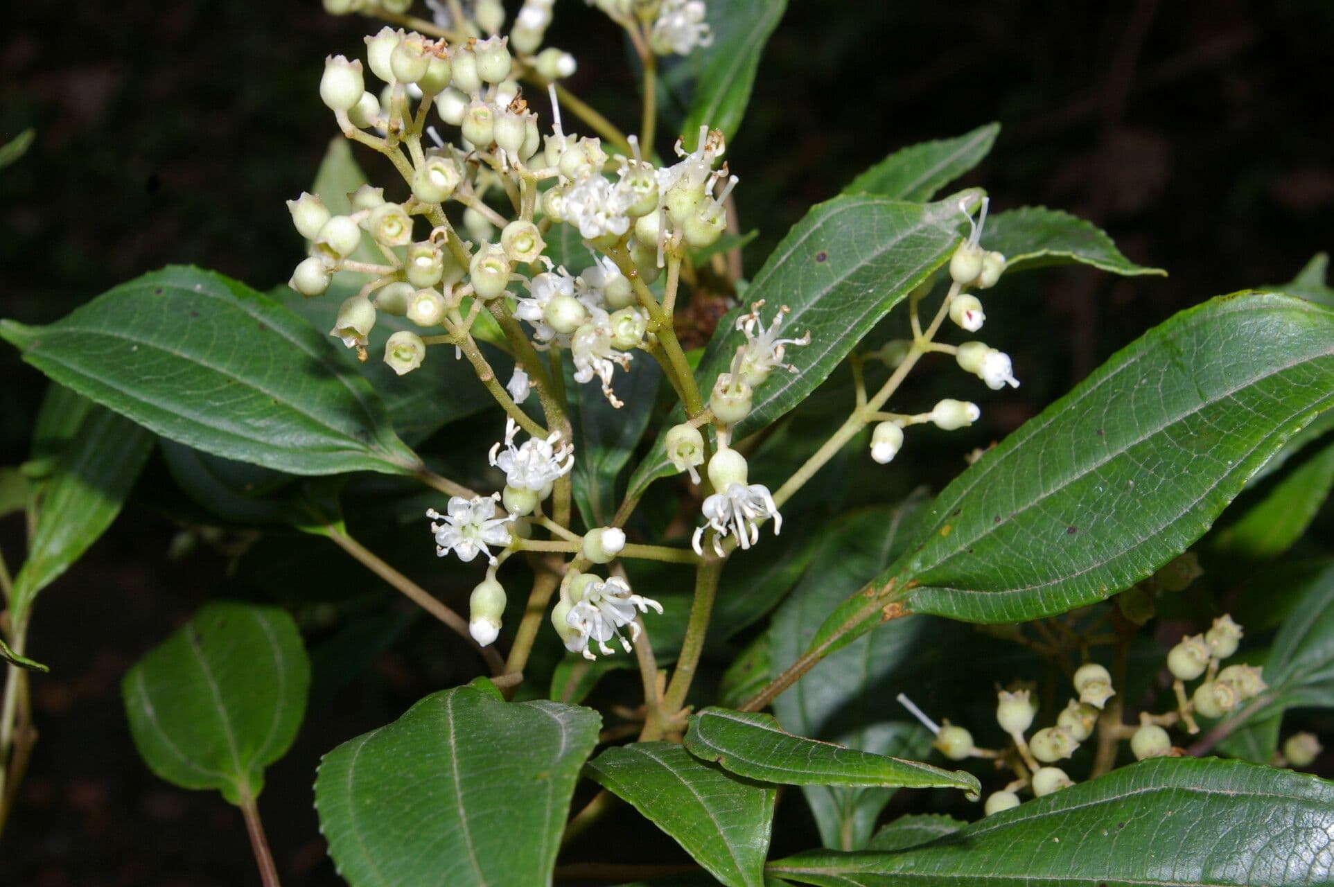 Miconia 5