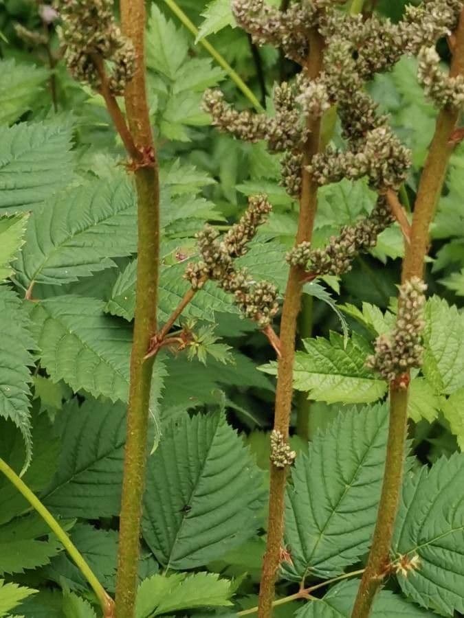 Brestovec kalinolistý 21