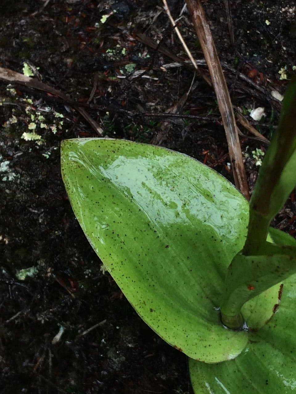 Satyrium 15
