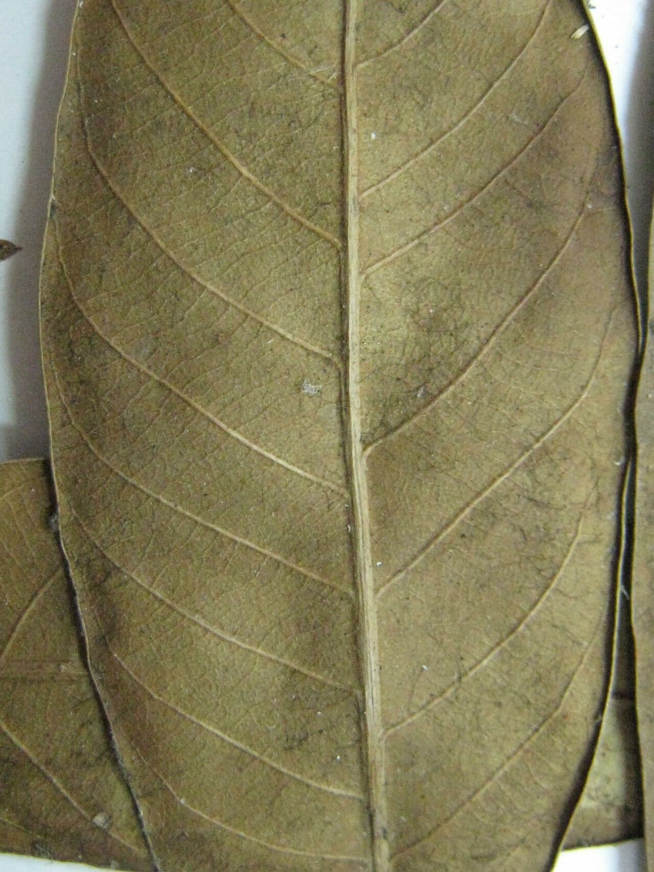 Traubige Caraipa
