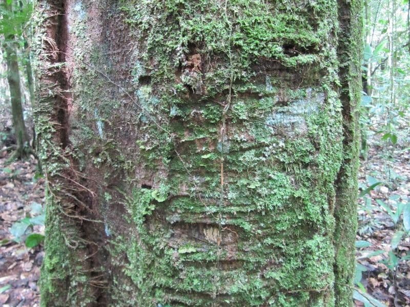 Pouteria 5