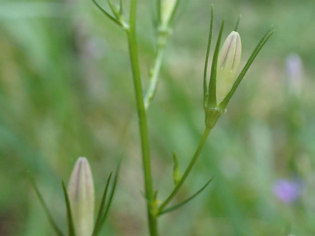 Campanula diffusa 22