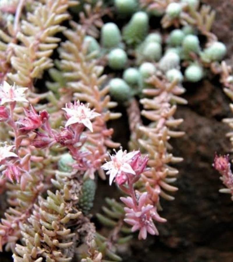 Borracina