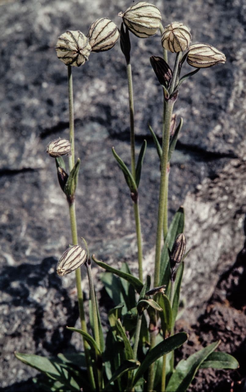 Silene uralensis 3