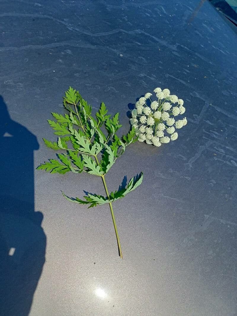 Pleurospermum 3