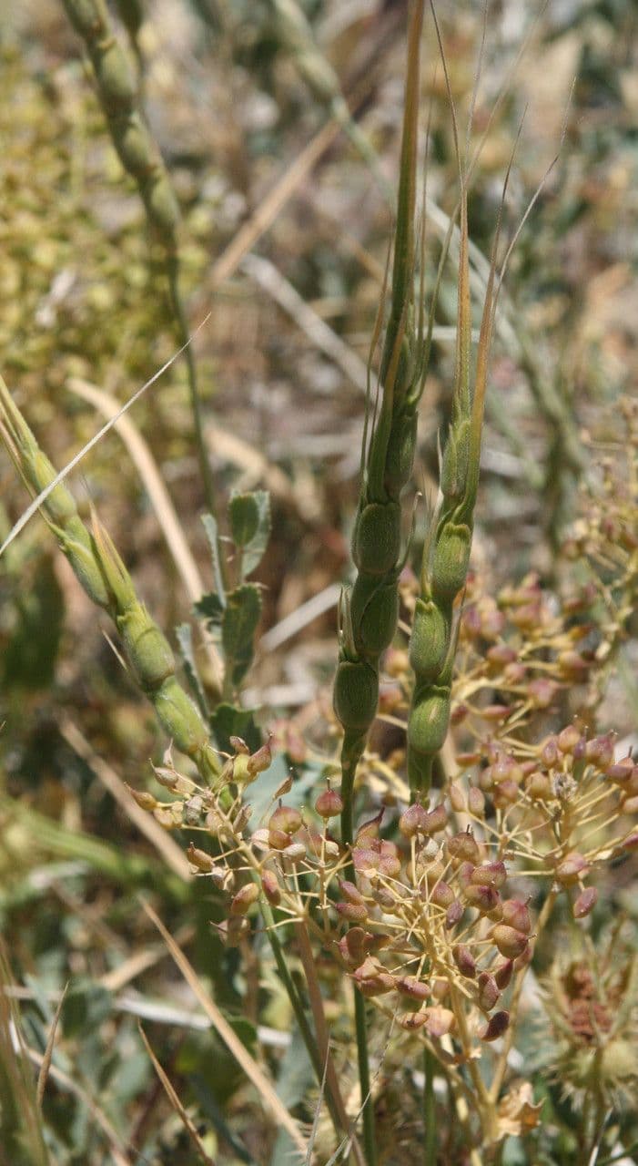 Aegilops 7