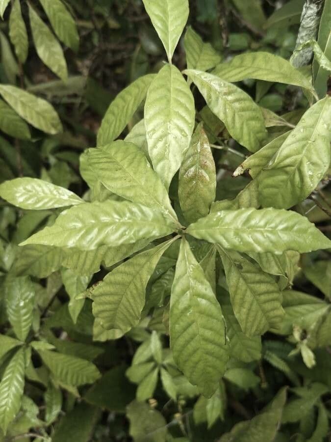 Psychotria nervosa 18