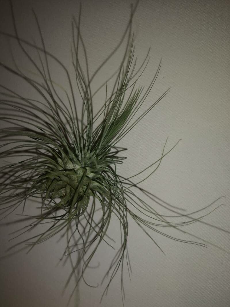 Tillandsia 10