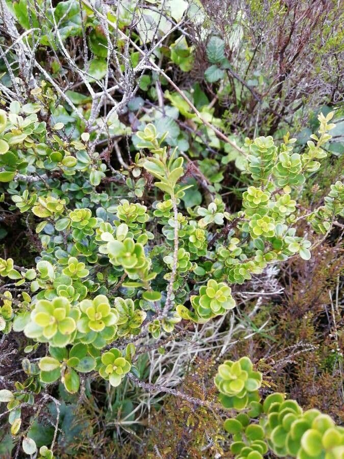 Myrsina africká 6