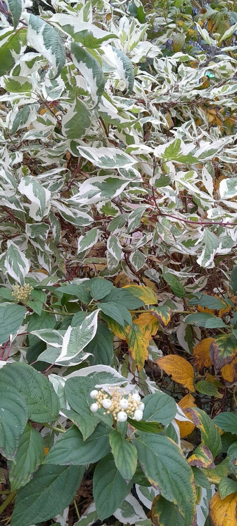 Cornejo blanco 13