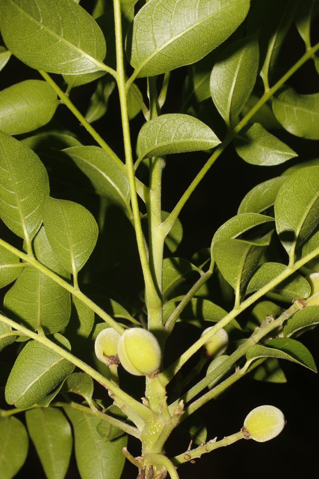 Trichilia 3