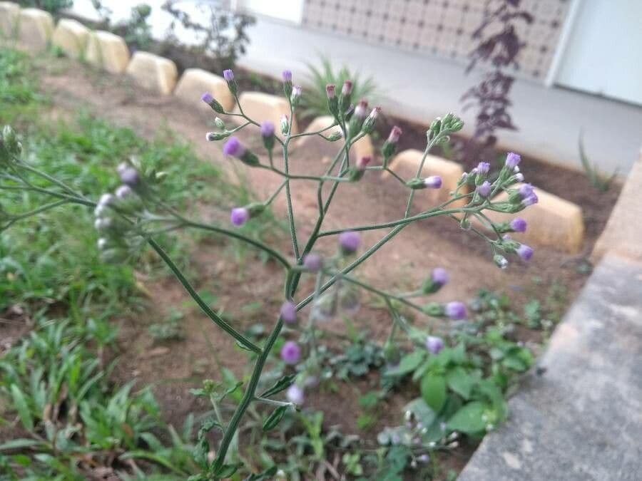 Cyanthillium popelavé 5