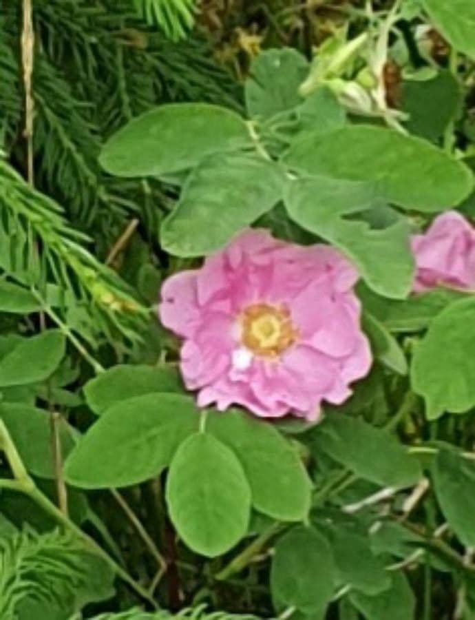 Rosa di maggio 5