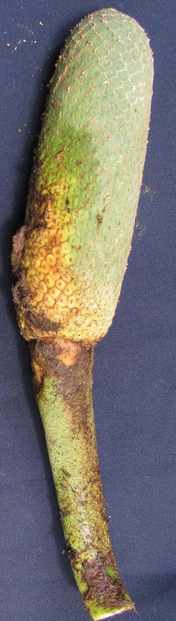 Monstera 5