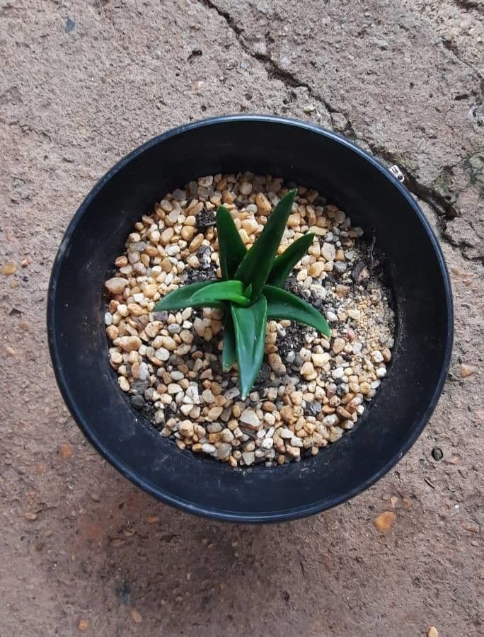 Aloe 6