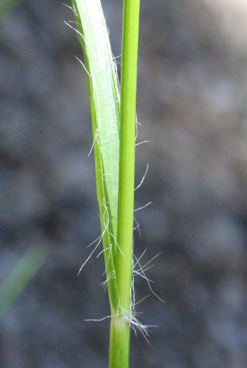 Erba lucciola bianca 23