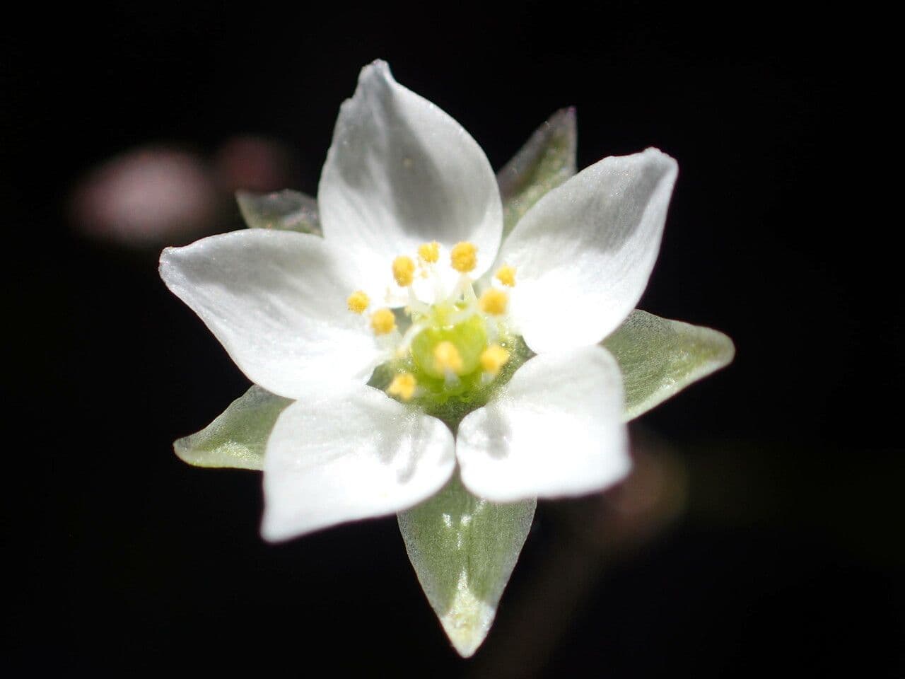 Frühlings-Spark 10