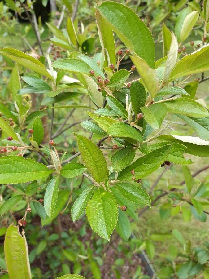 Aronia rossa 8