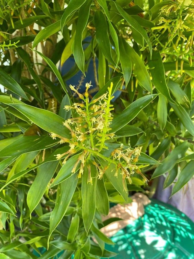 Dracena 3