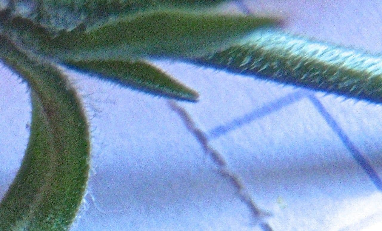 Silena 10