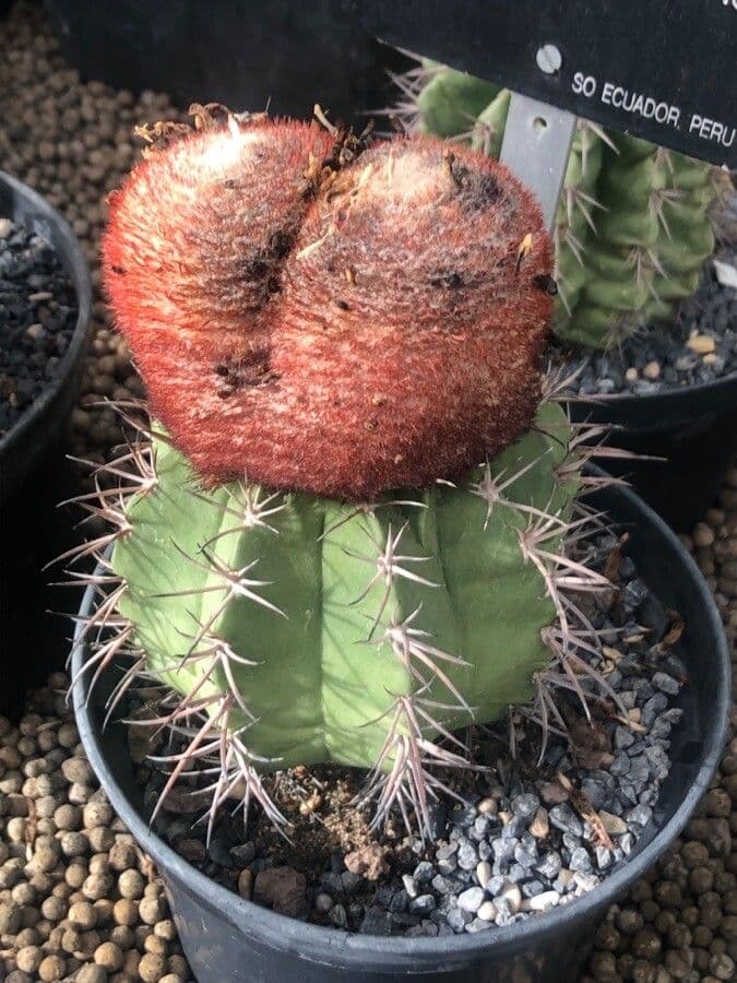 Melocactus 3