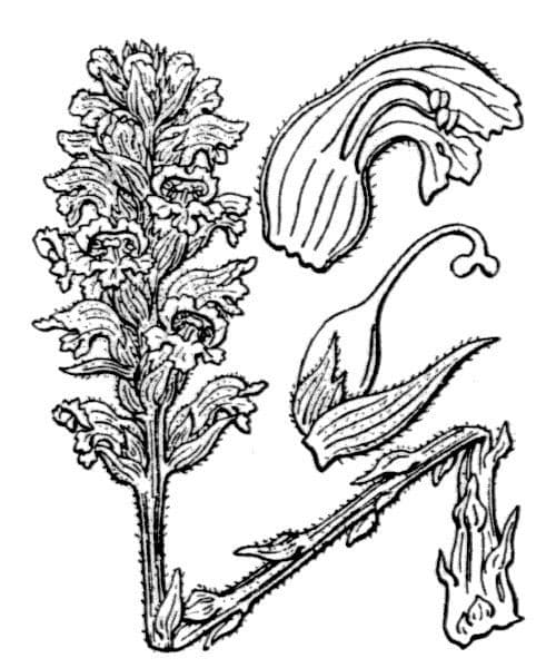 Australian broomrape 17