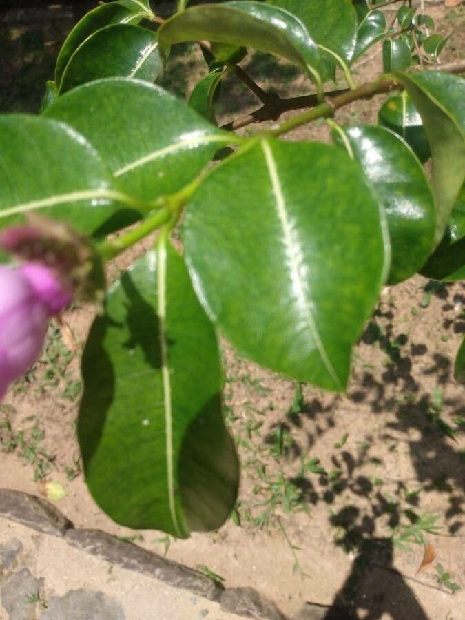 Criptostegia 7