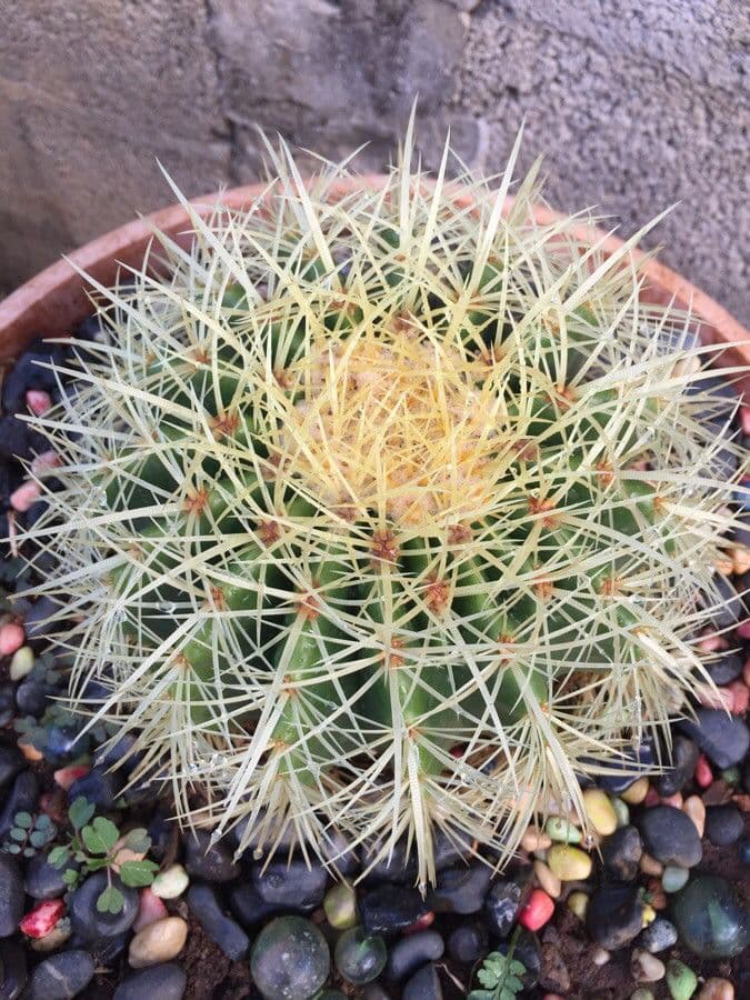 Cactus barile di Leconte 21