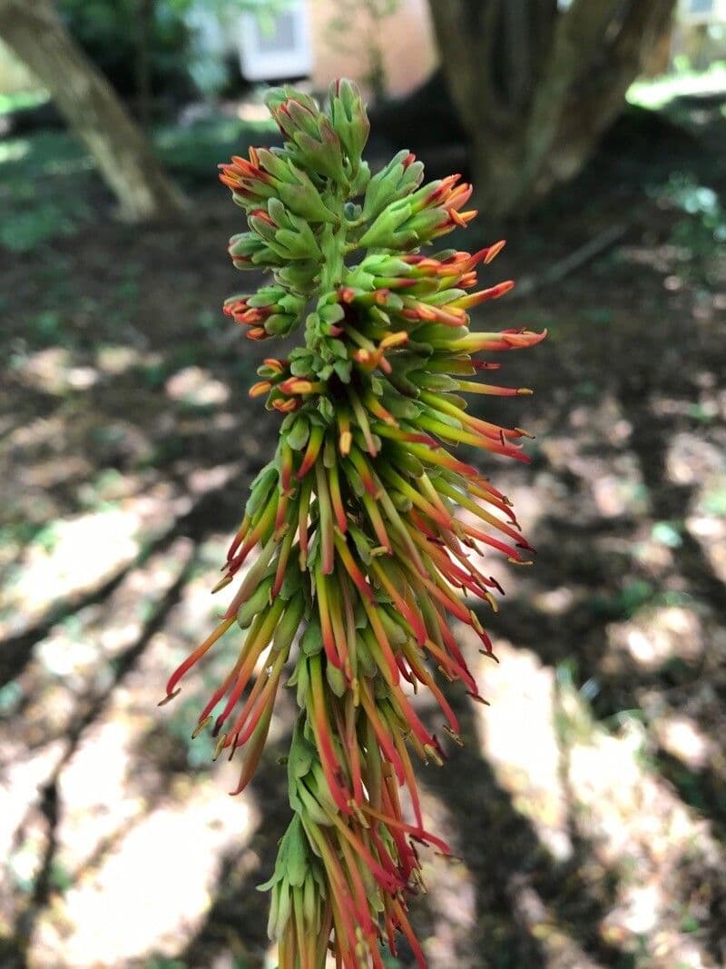 Acrocarpus 2