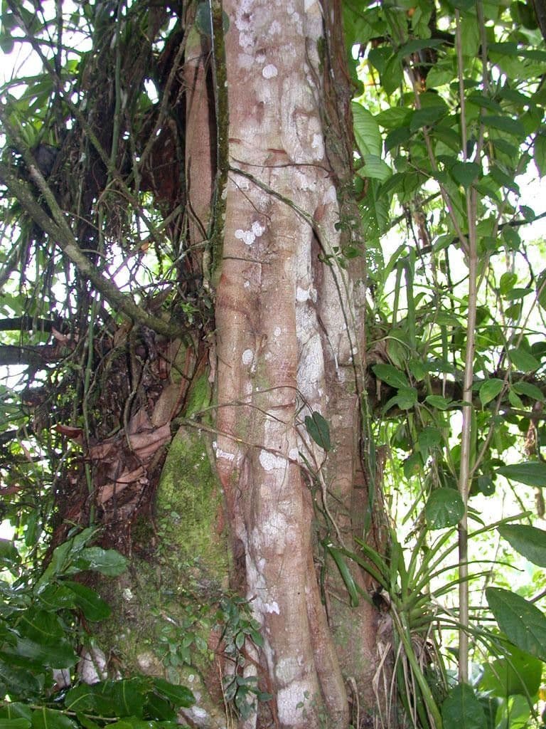 Clusia gialla 9