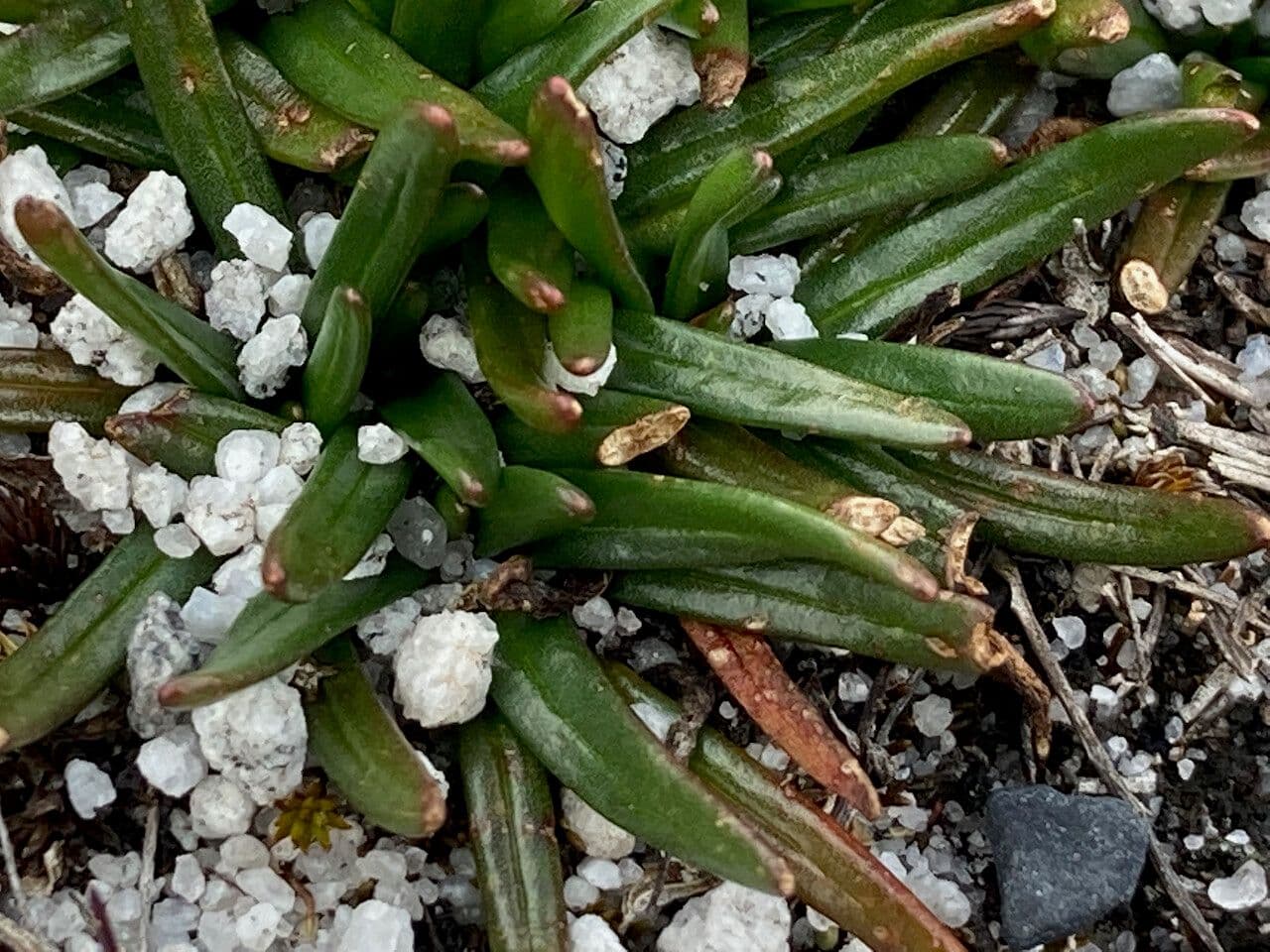 Calandrinia acaulis 12