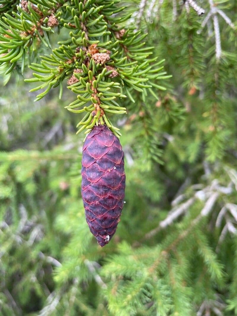 Abete siberiano