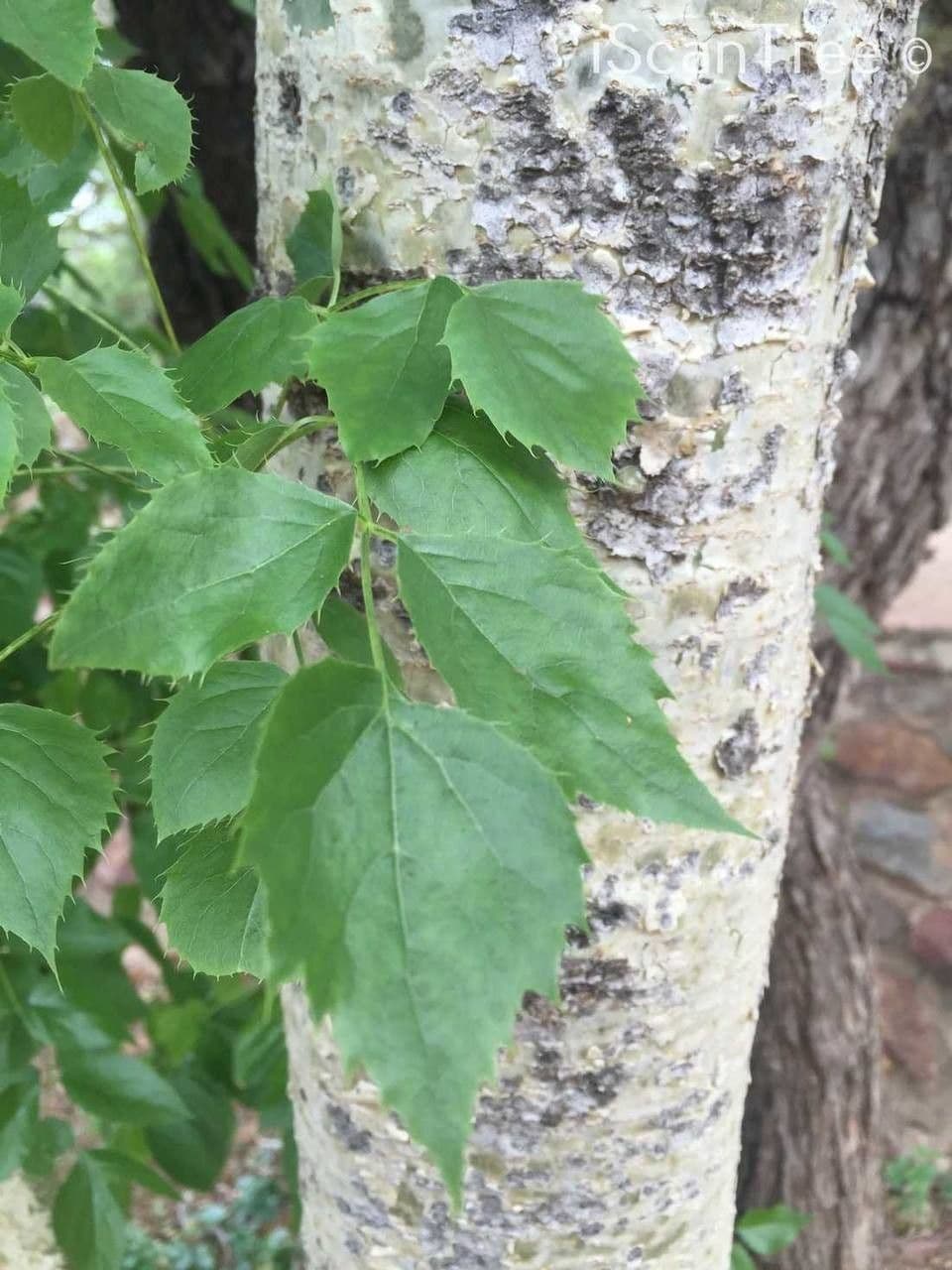 Steganotaenia araliacea 9
