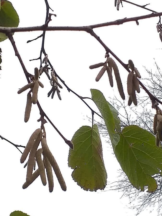 Yunnan-Hasel