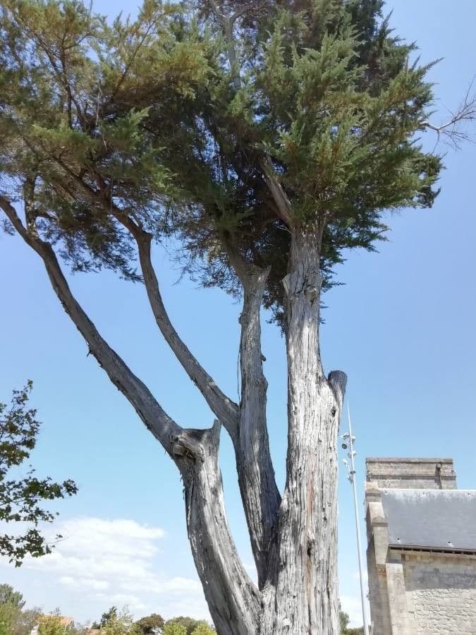 Cipresso di Monterey 11