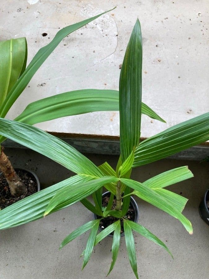 Dypsis