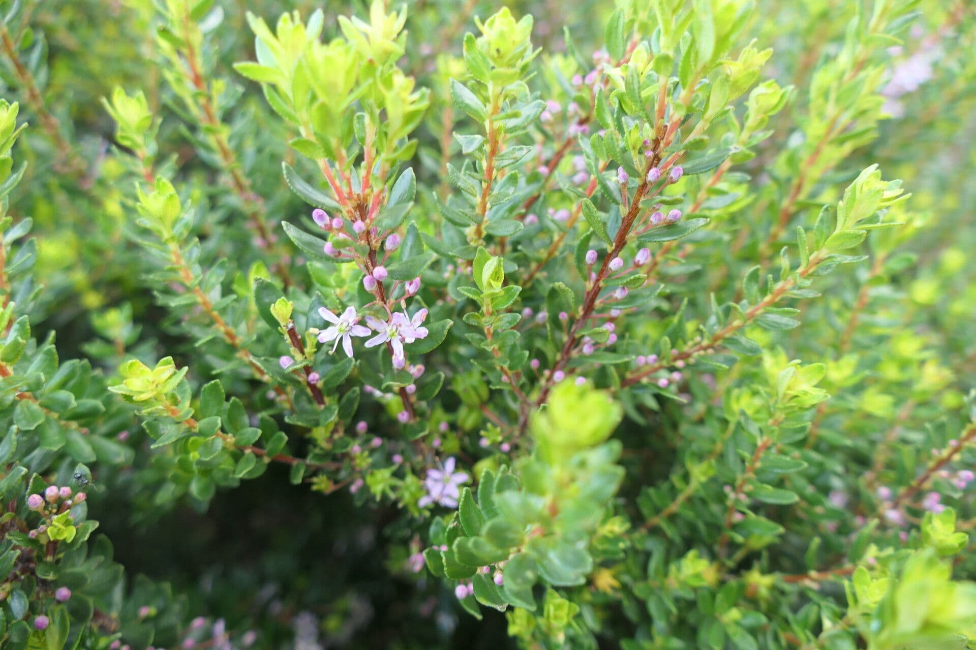 Agathosma 6