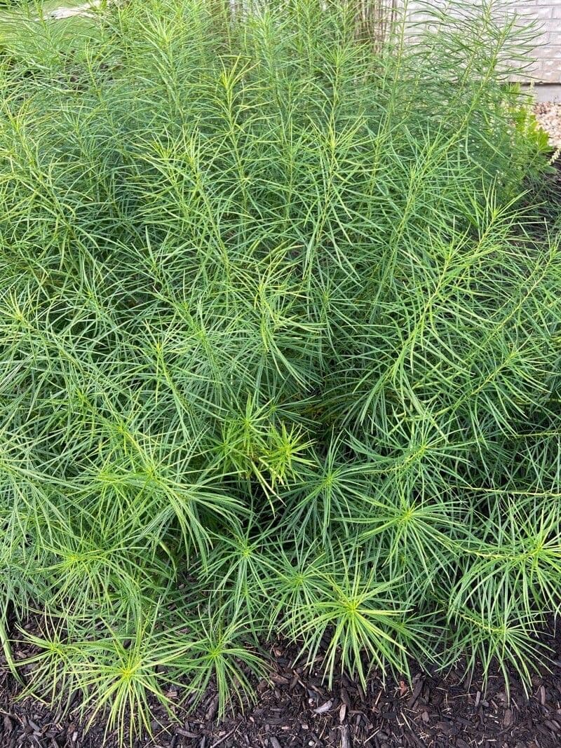 Amsonia 5