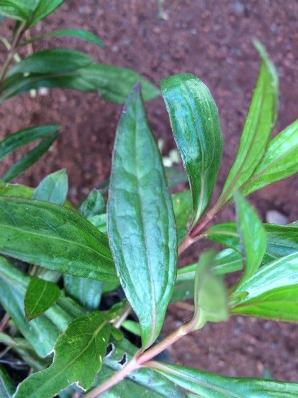 Ayapana triplinervis 15