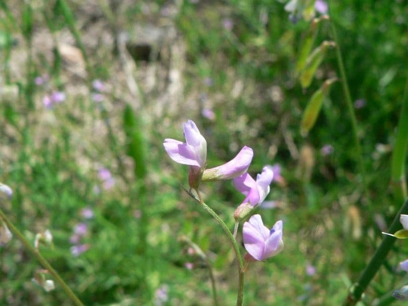 Vesce à petites fleurs 8