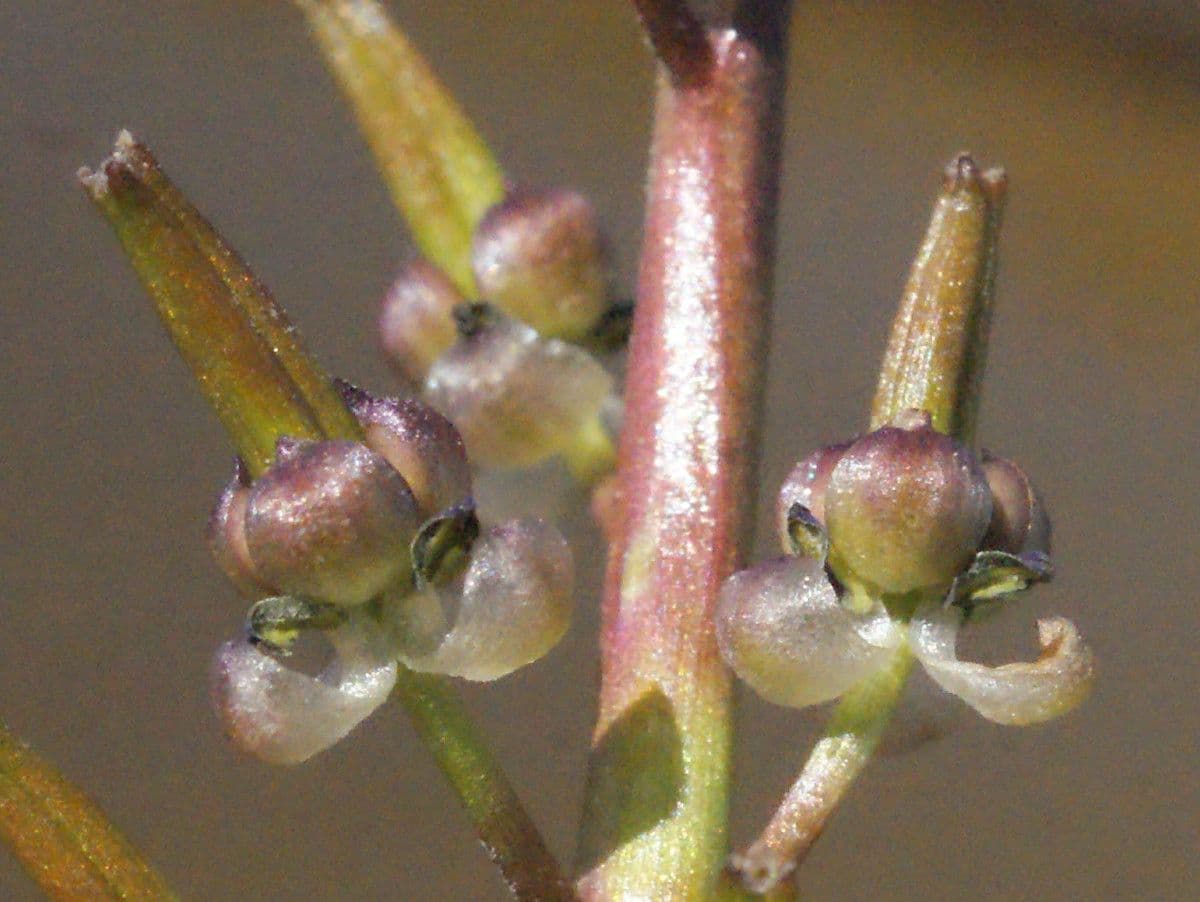 Triglochina bulbosa 9