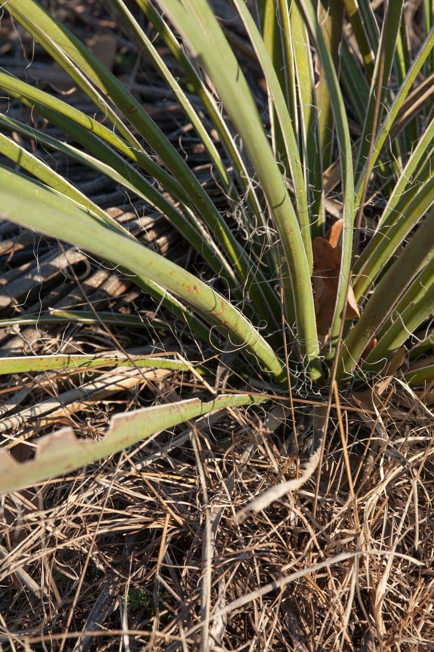 Brazos-Fluss-Yucca 11