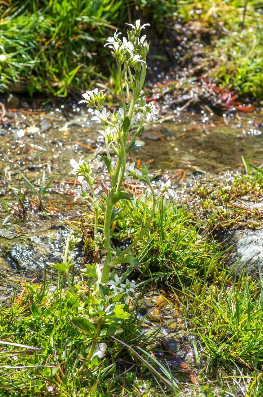 Saxifraga 11