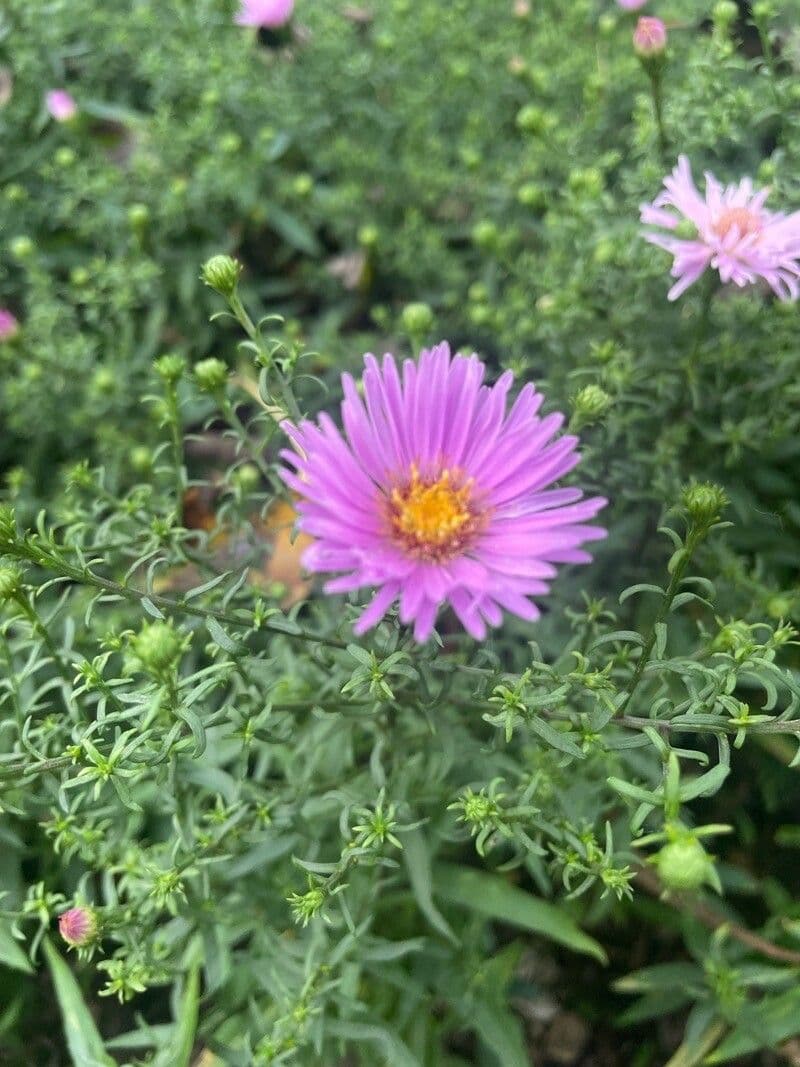 Busch-Aster 4
