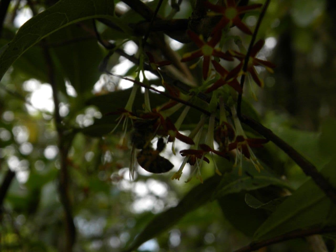 Danais 6