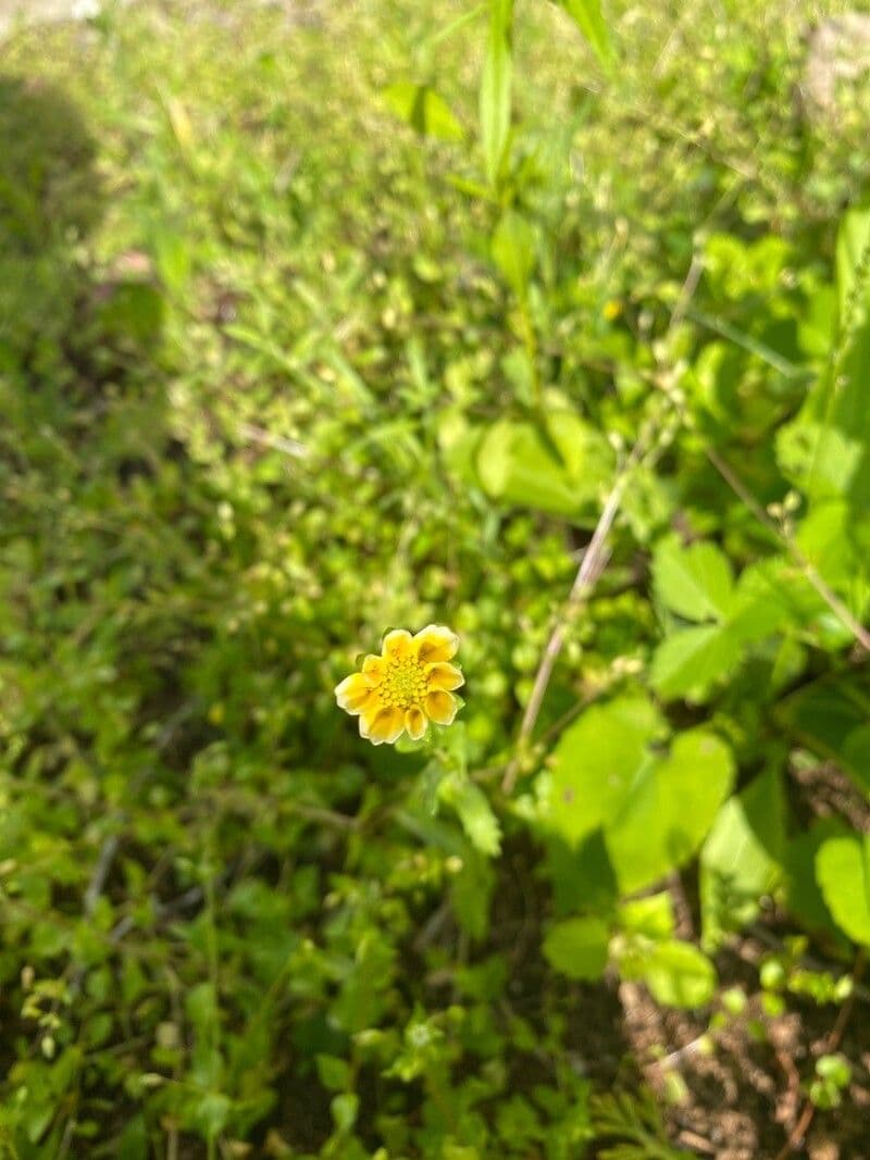 Ranunculus