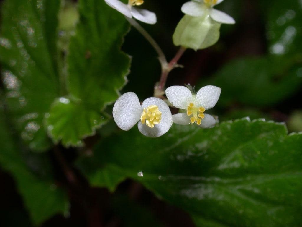 Begonia